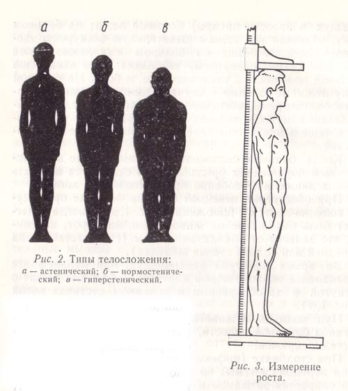 типы телосложения и измерение роста